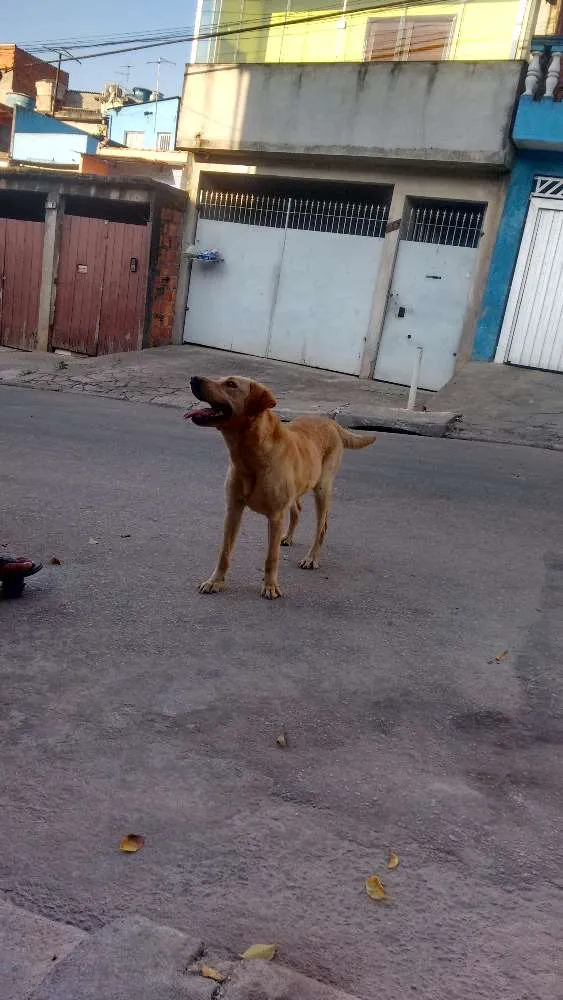 Cachorro ra a Labrador idade 2 anos nome Mel