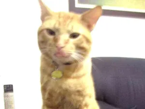 Gato raça SRD idade 2 anos nome Duzinho GRATIFICA