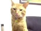 Gato raça SRD idade 2 anos nome Duzinho GRATIFICA