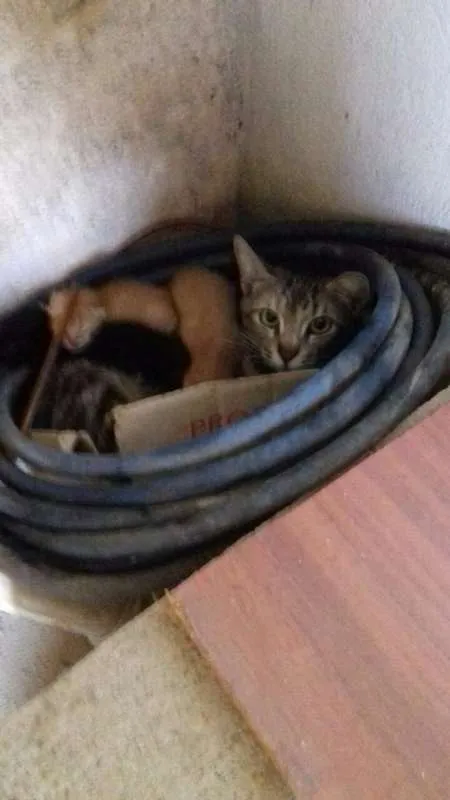 Gato raça SRD idade  nome Gatinhos