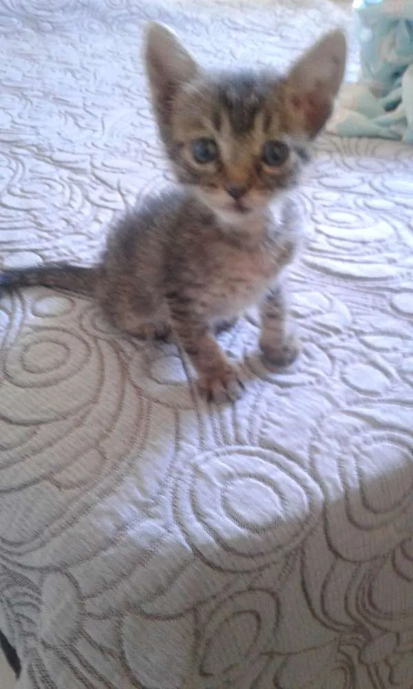 Gato raça  idade  nome Não tem