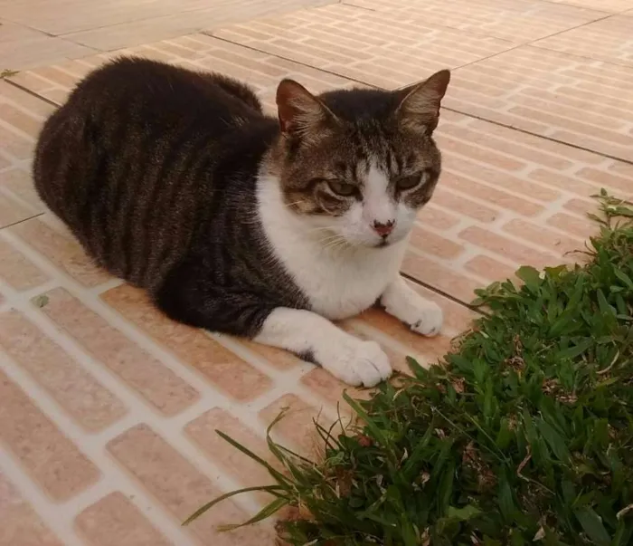 Gato ra a srd idade 5 anos nome Tom Cruise
