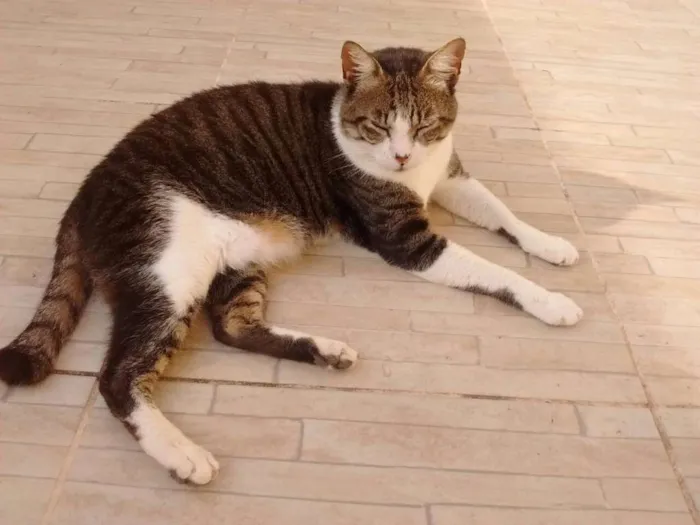 Gato ra a srd idade 5 anos nome Tom Cruise