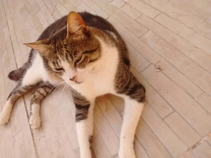 Gato ra a srd idade 5 anos nome Tom Cruise