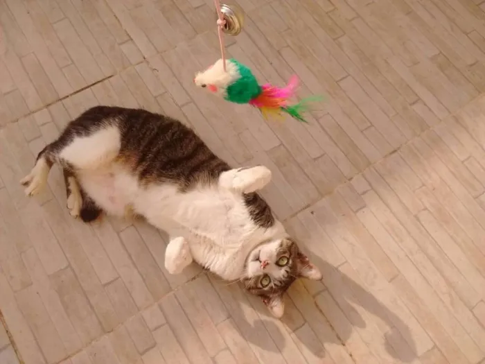 Gato ra a srd idade 5 anos nome Tom Cruise