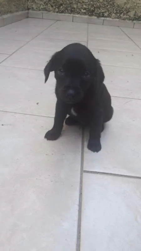 Cachorro ra a sem raça definida idade Abaixo de 2 meses nome Filhotes