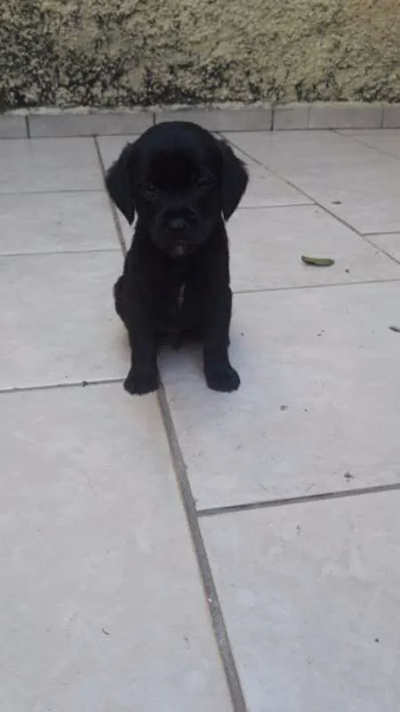 Cachorro ra a sem raça definida idade Abaixo de 2 meses nome Filhotes