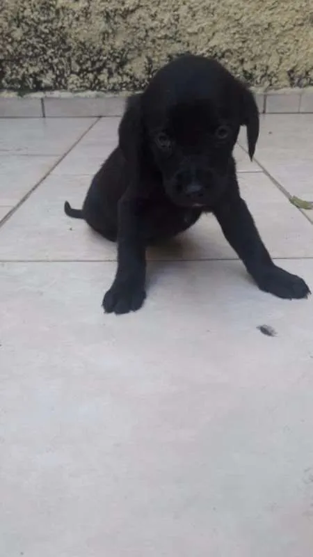Cachorro ra a sem raça definida idade Abaixo de 2 meses nome Filhotes