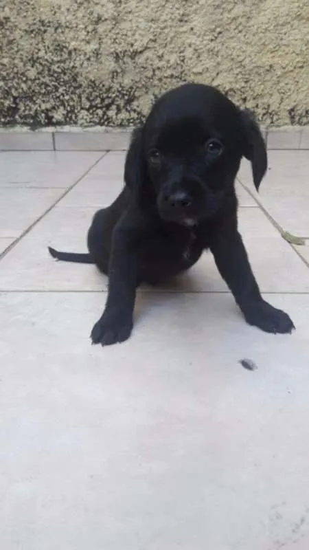 Cachorro ra a sem raça definida idade Abaixo de 2 meses nome Filhotes