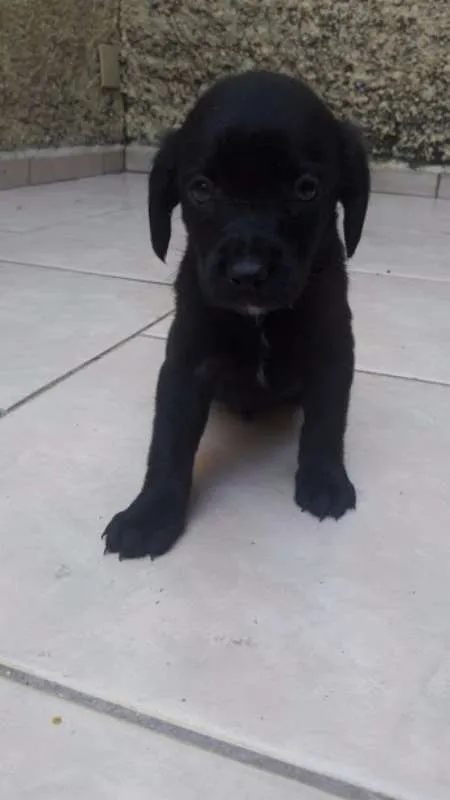 Cachorro ra a sem raça definida idade Abaixo de 2 meses nome Filhotes