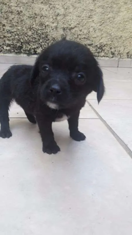 Cachorro ra a sem raça definida idade Abaixo de 2 meses nome Filhotes
