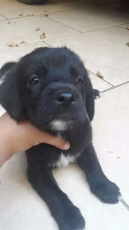 Cachorro ra a sem raça definida idade Abaixo de 2 meses nome Filhotes