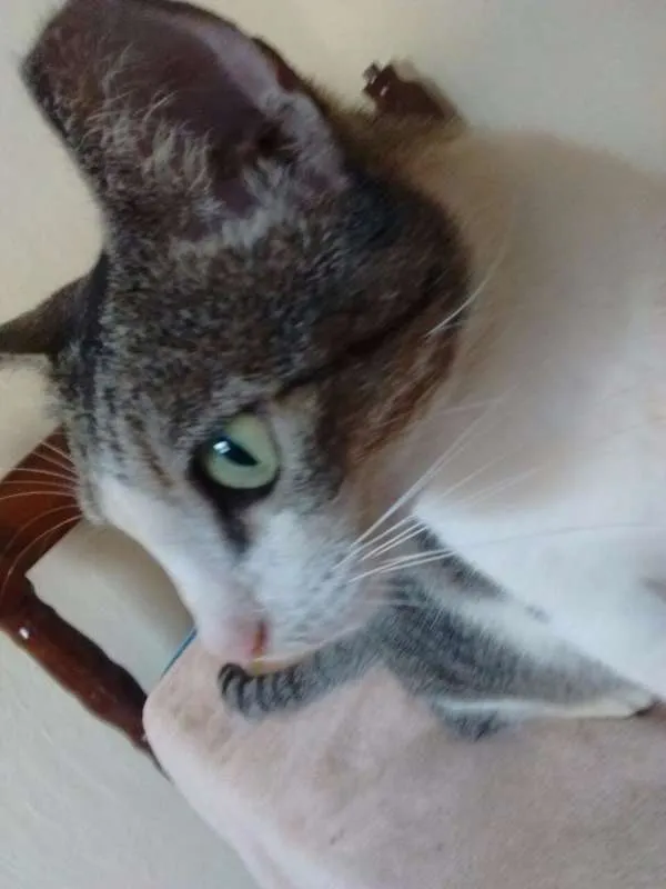 Gato ra a srd idade 3 anos nome Aletria