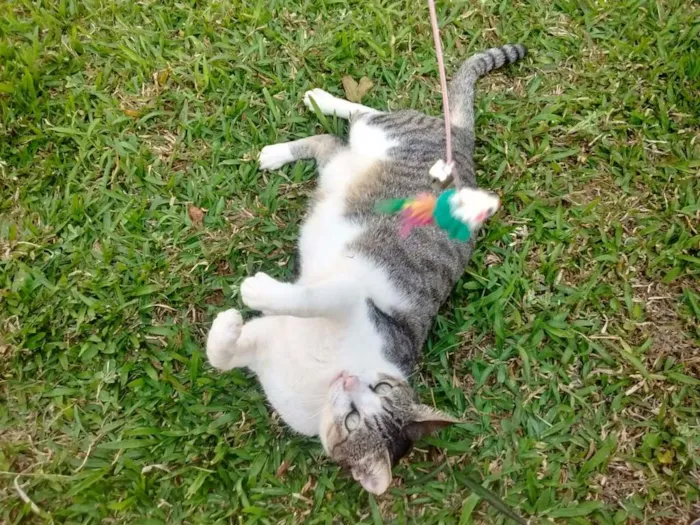 Gato ra a srd idade 3 anos nome Aletria