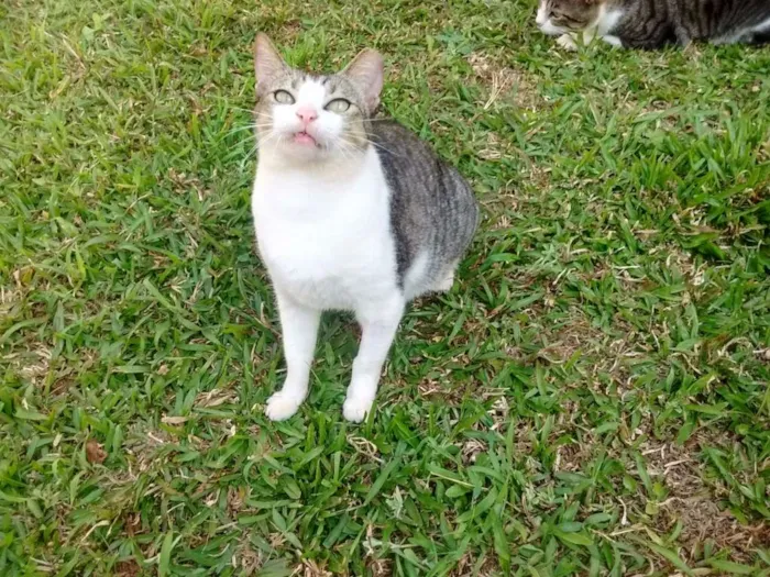 Gato ra a srd idade 3 anos nome Aletria