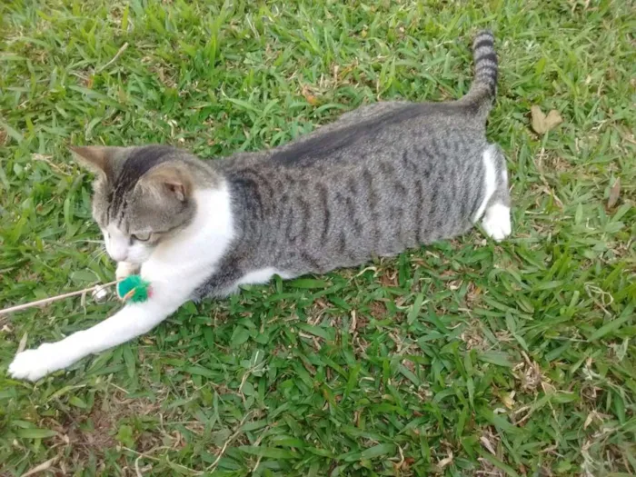 Gato ra a srd idade 3 anos nome Aletria
