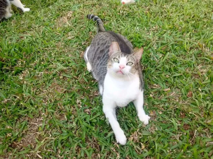 Gato ra a srd idade 3 anos nome Aletria