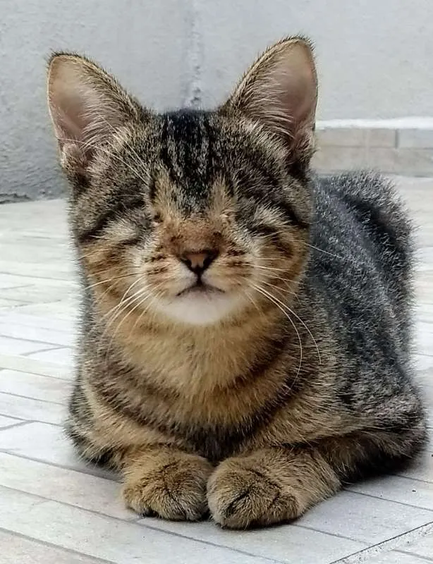 Gato ra a srd idade 2 a 6 meses nome Frutilly e Panna 