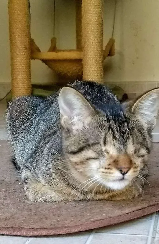 Gato ra a srd idade 2 a 6 meses nome Frutilly e Panna 