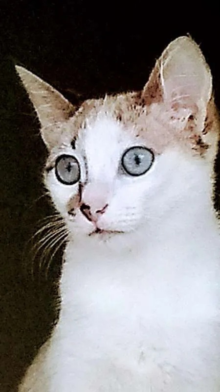 Gato ra a srd idade 2 a 6 meses nome Frutilly e Panna 