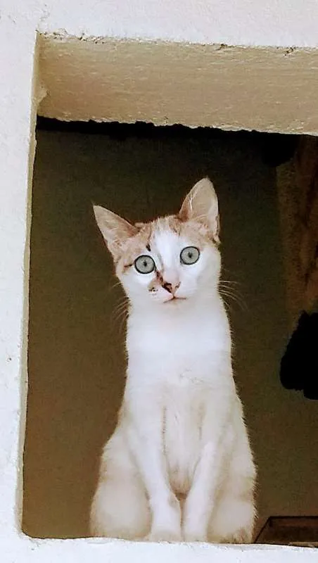 Gato ra a srd idade 2 a 6 meses nome Frutilly e Panna 