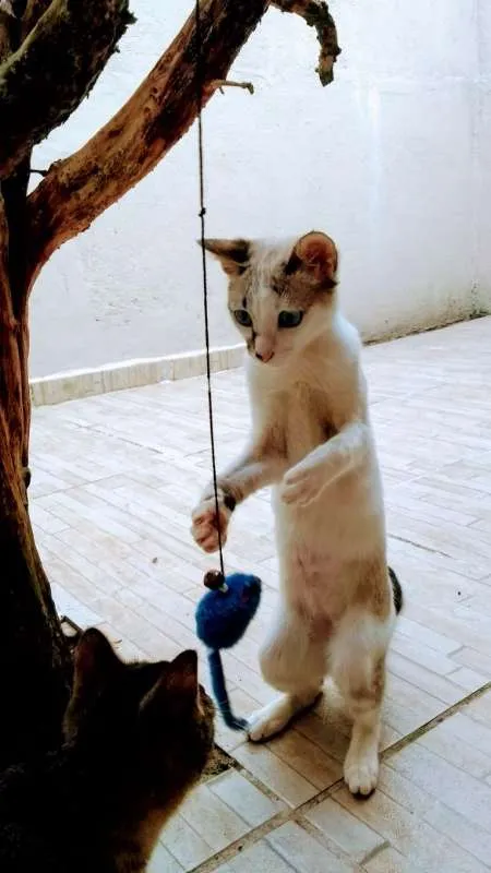 Gato ra a srd idade 2 a 6 meses nome Frutilly e Panna 