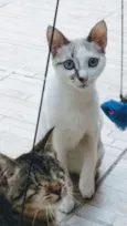 Frutilly e Panna