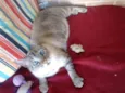 Milka