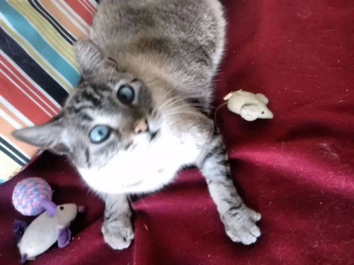 Gato ra a srd idade 4 anos nome Milka