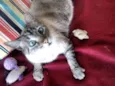 Milka