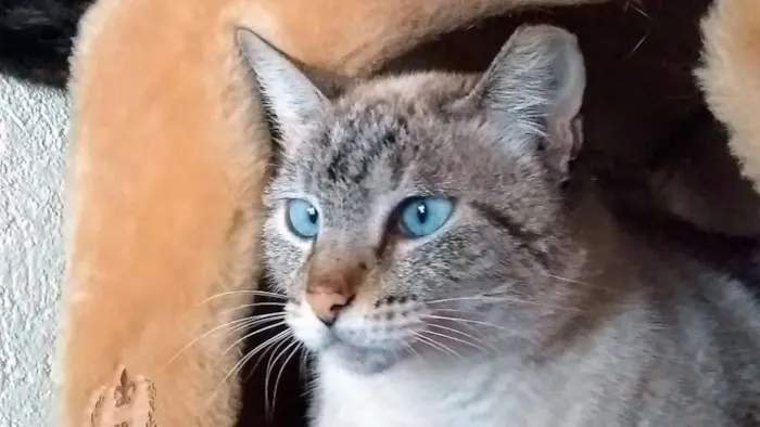 Gato ra a srd idade 4 anos nome Milka