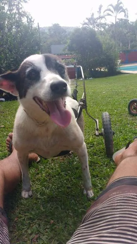 Cachorro ra a srd idade 6 ou mais anos nome Bianca Especial