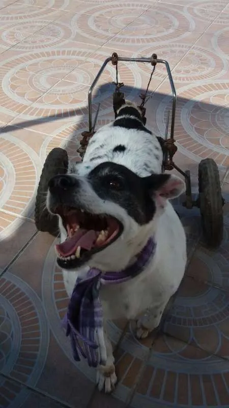 Cachorro ra a srd idade 6 ou mais anos nome Bianca Especial