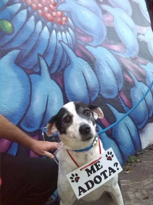 Cachorro ra a srd idade 6 ou mais anos nome Bianca Especial