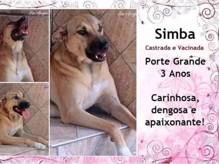 Cachorro raça Srd idade 3 anos nome Simba
