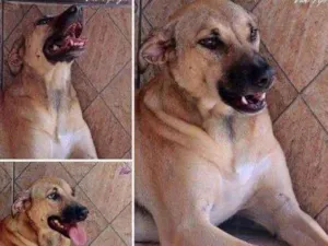 Cachorro raça Srd idade 3 anos nome Simba