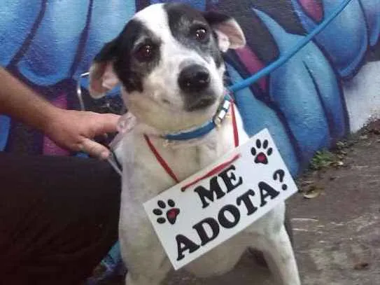 Cachorro ra a srd idade 6 ou mais anos nome Bianca Especial