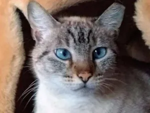 Gato raça srd idade 4 anos nome Milka
