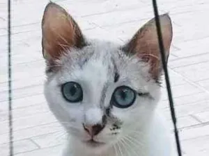 Gato raça srd idade 2 a 6 meses nome Frutilly e Panna 