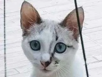 Gato ra a srd idade 2 a 6 meses nome Frutilly e Panna 