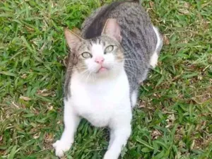Gato raça srd idade 3 anos nome Aletria