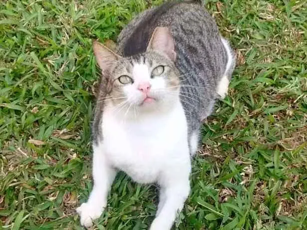 Gato ra a srd idade 3 anos nome Aletria