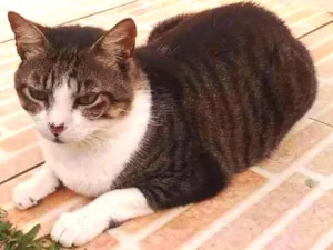 Gato raça srd idade 5 anos nome Tom Cruise