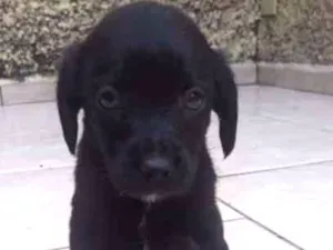 Cachorro raça sem raça definida idade Abaixo de 2 meses nome Filhotes