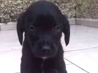Cachorro ra a sem raça definida idade Abaixo de 2 meses nome Filhotes