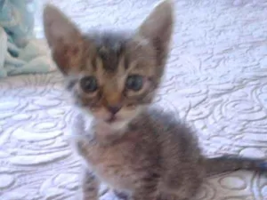 Gato raça  idade  nome Não tem