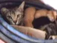 Gatinhos