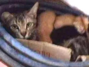 Gato raça SRD idade  nome Gatinhos