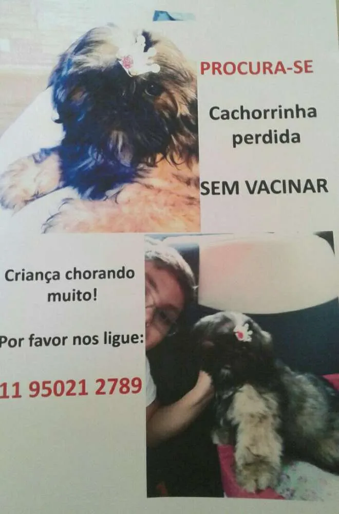 Cachorro ra a Shih Tzu  idade 2 a 6 meses nome Sofy