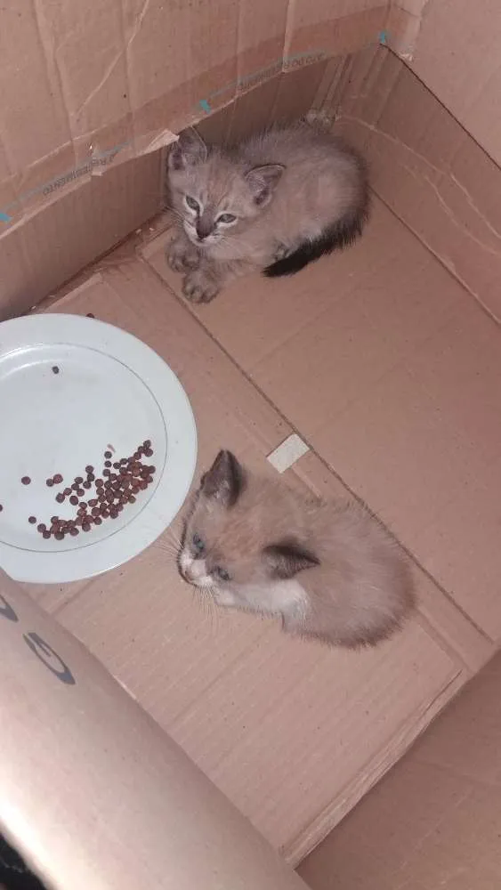 Gato ra a Siamês  idade 2 a 6 meses nome Não tem
